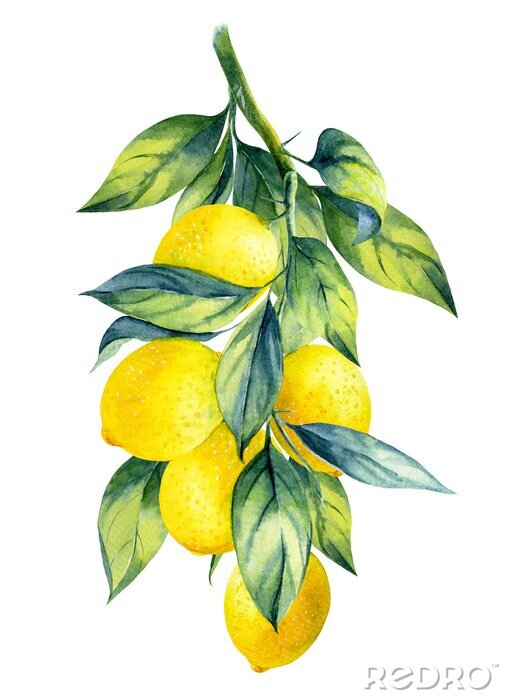 Poster  Un brin de citron en fruits