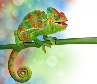 Poster  Un caméléon amusant sur une branche verte