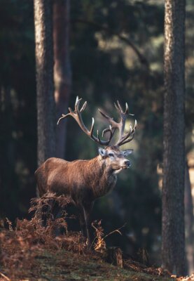 Poster  Un cerf aux grands bois parmi les arbres