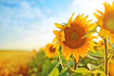 Poster  Un champ de fleurs ressemblant au soleil