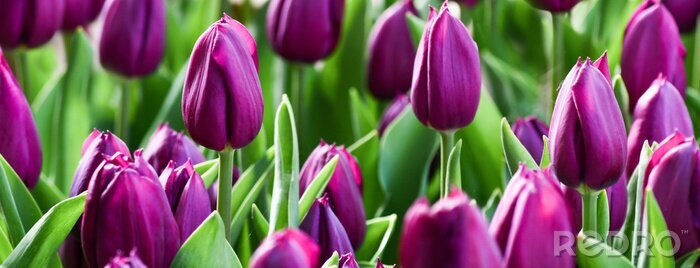 Poster  Un champ de tulipes violettes