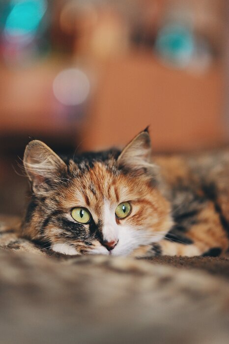 Poster  Un chat aux taches colorées