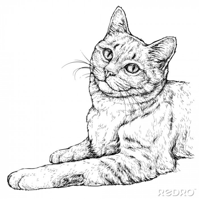 Poster  Un chat dans le style d'un dessin dessiné à la main