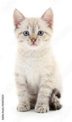 Poster  Un chaton gris assis sur un fond clair