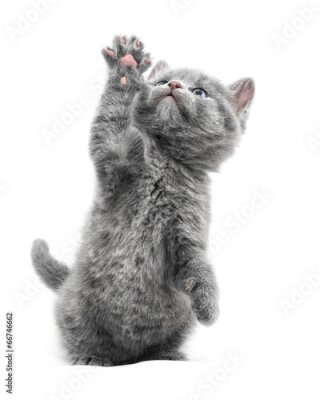 Poster  Un chaton gris, la patte levée, sur fond blanc