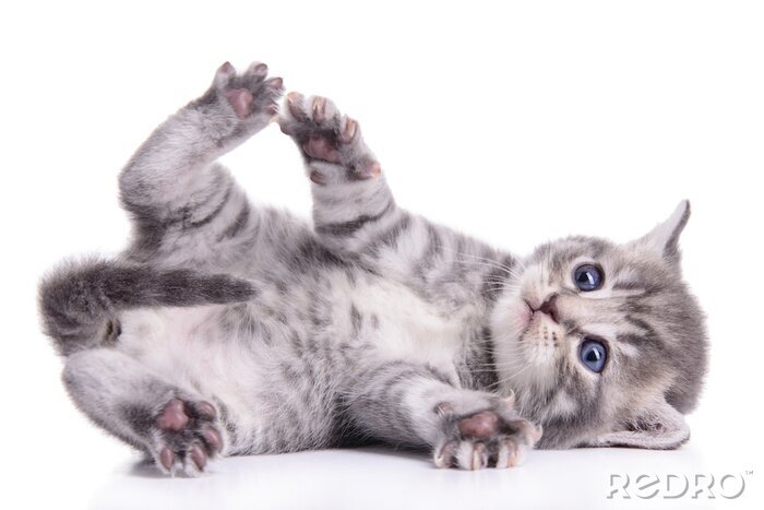 Poster  Un chaton sur fond blanc