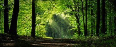 Un chemin parmi les arbres verts