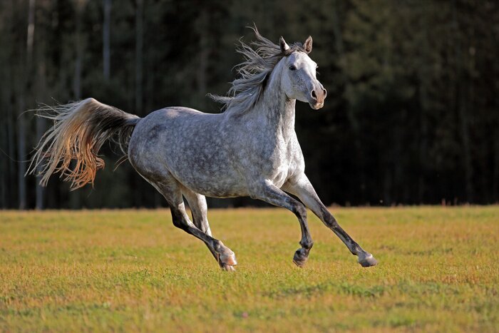 Poster  Un cheval à l'orée de la forêt