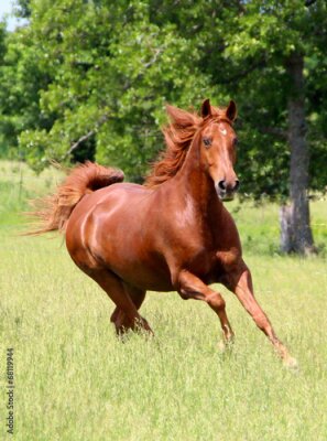 Poster  Un cheval au galop par une journée ensoleillée
