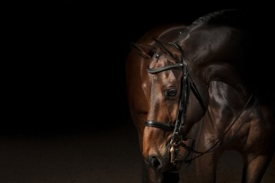 Un cheval au pelage chocolat