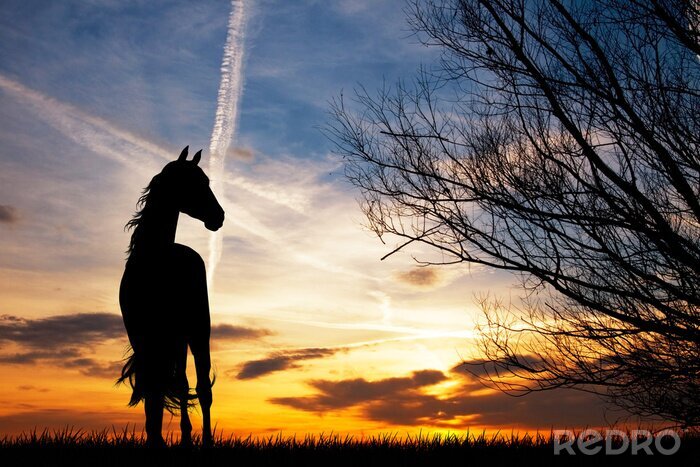 Poster  Un cheval au soleil couchant