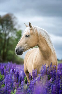 Poster  Un cheval parmi les fleurs violettes