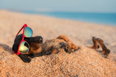 Poster  Un chien avec des lunettes enterré dans le sable