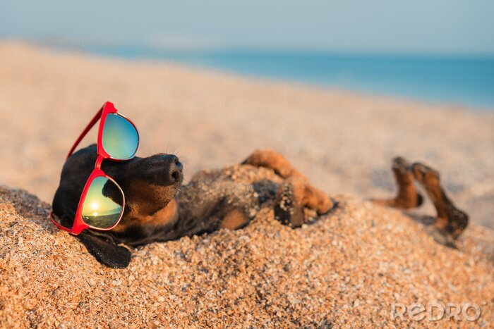 Poster  Un chien avec des lunettes enterré dans le sable