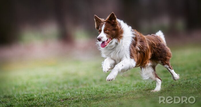 Poster  Un chien en mouvement