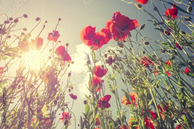 Poster  Un coquelicot rouge se dresse contre le ciel