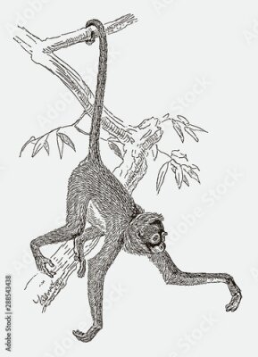 Poster  Un dessin d'un singe suspendu à une branche