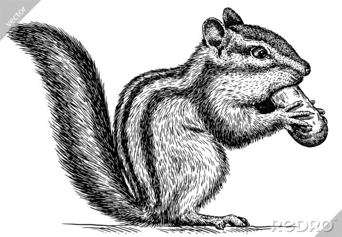 Poster  Un écureuil qui mange une noix