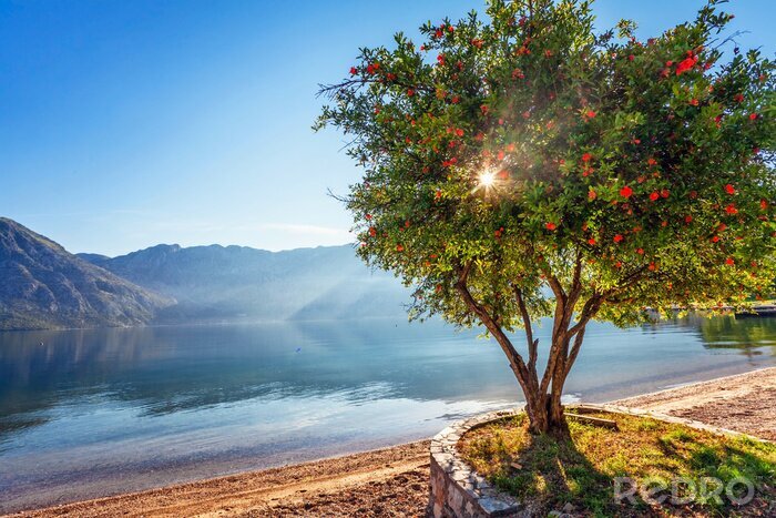 Poster  Un grand arbre dans le contexte des montagnes