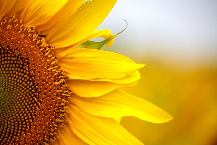 Poster  Un gros plan d'une fleur de la famille des Astéracées