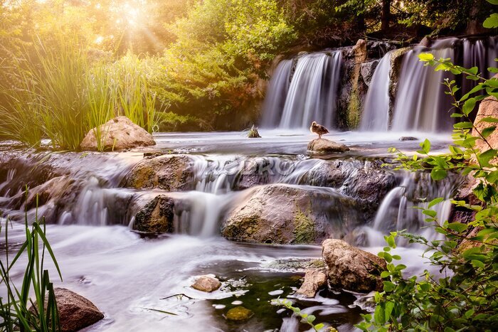 Poster  Un groupe de canards glissant au-dessus d'une cascade