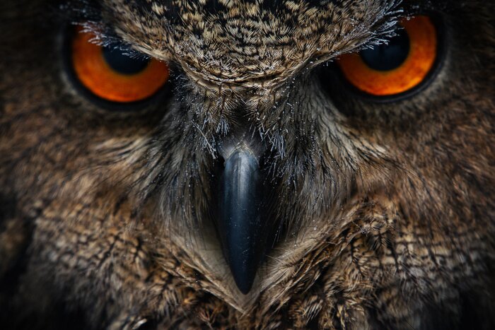 Poster  Un hibou aux yeux menaçants
