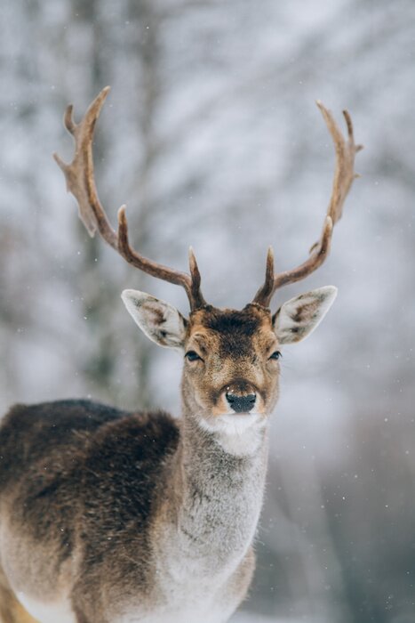 Poster  Un jeune cervidé charmant en hiver