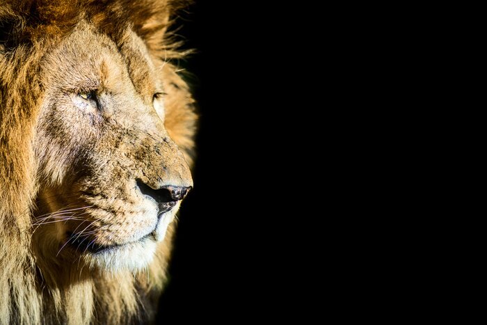 Poster  Un lion aveuglé par le soleil