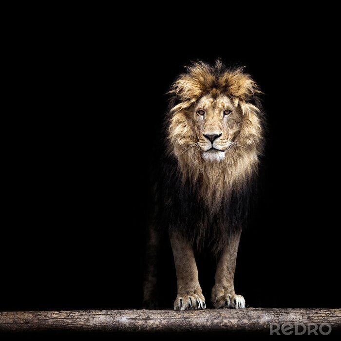 Poster  Un lion debout sur une poutre