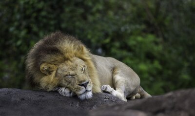 Poster  Un lion dormant sur un rocher