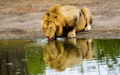 Un lion qui boit de l'eau