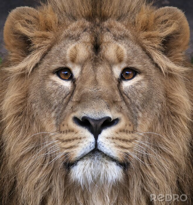 Poster  Un lion regardant droit devant