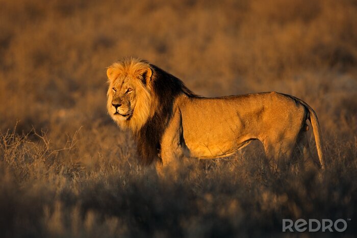 Poster  Un lion regardant le soleil couchant