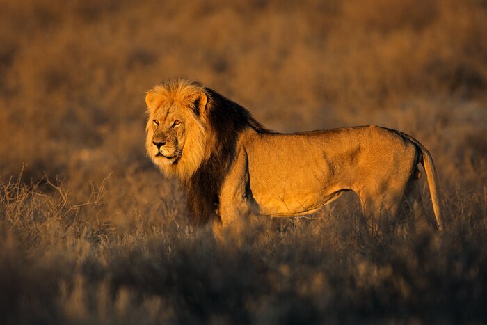Poster  Un lion regardant le soleil couchant