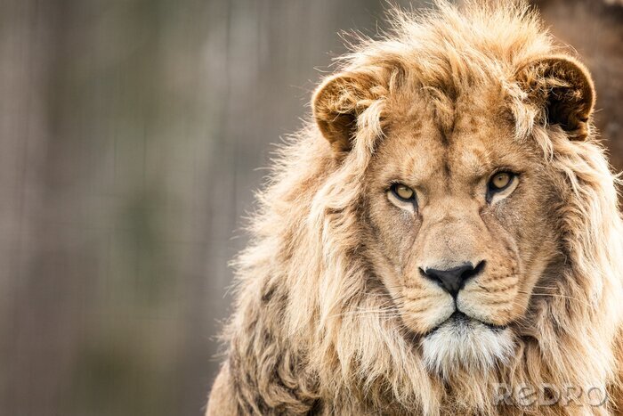 Poster  Un lion regarde au loin