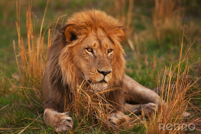 Poster  Un lion se reposant sur l'herbe