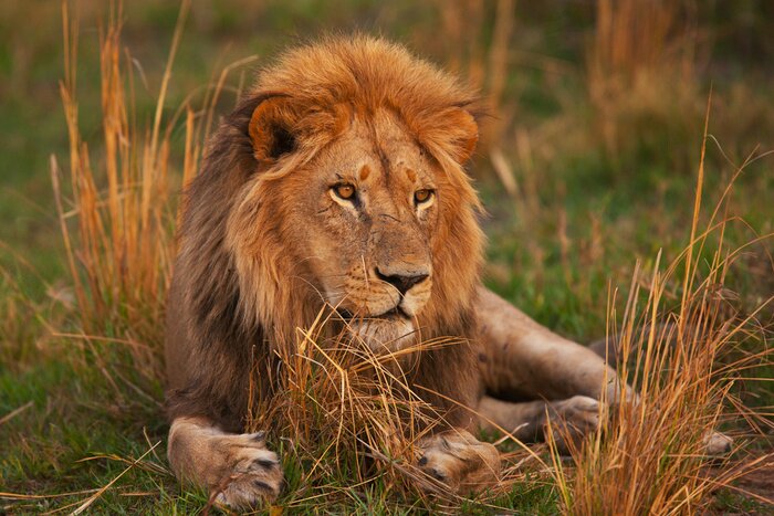 Poster  Un lion se reposant sur l'herbe