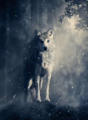 Poster  Un loup blanc au clair de lune
