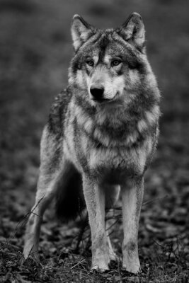 Un loup dans le gris