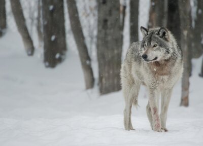 Poster  Un loup gris en hiver