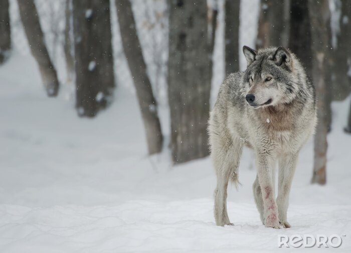 Poster  Un loup gris en hiver