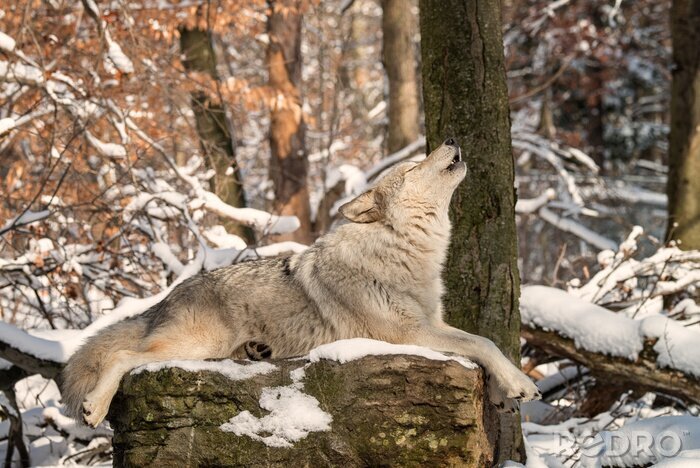 Poster  Un loup hurlant sur un rocher
