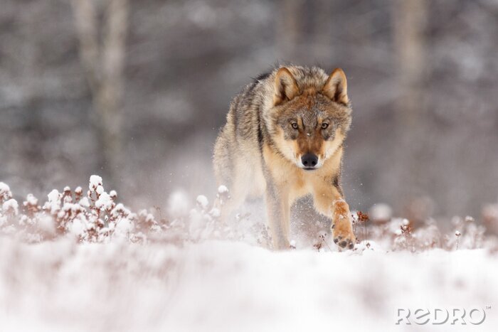 Poster  Un loup marchant dans la neige