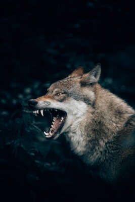 Poster  Un loup qui montre ses dents
