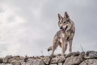 Un loup regarde d'en haut