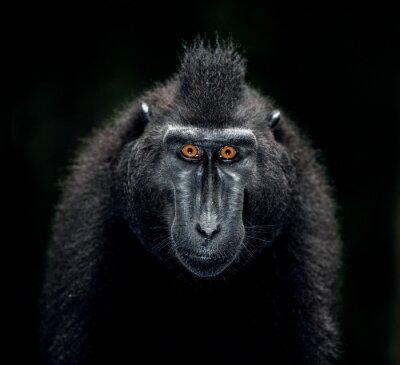 Un macaque nègre sur fond noir