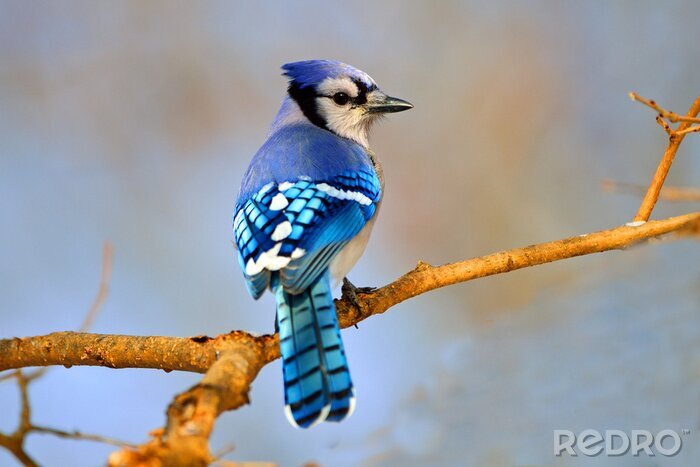 Poster  Un oiseau bleu sur une branche