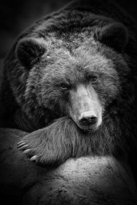 Poster  un ours brun mignon reniflant, je le zoo