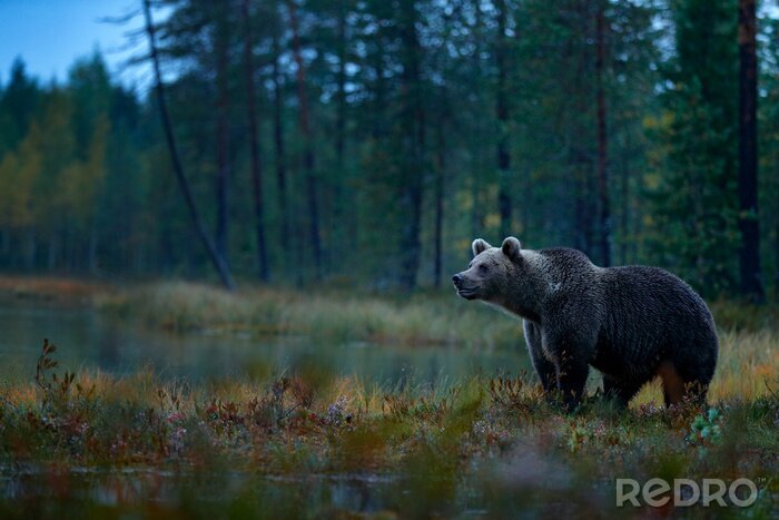 Poster  Un ours dans la forêt le soir