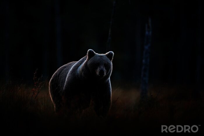 Poster  Un ours le soir